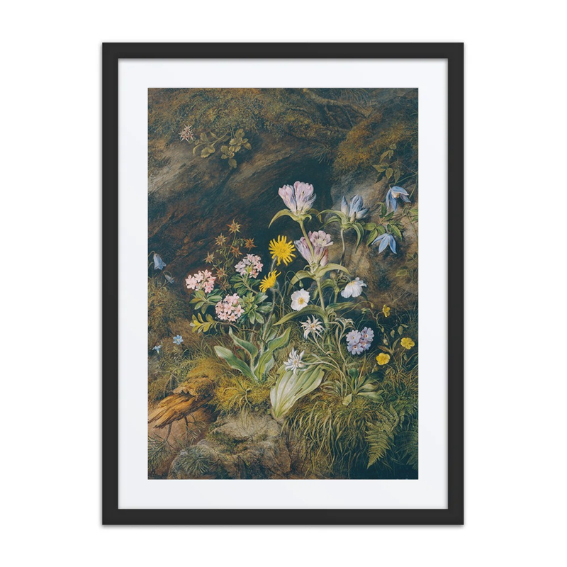 Alpine Flora