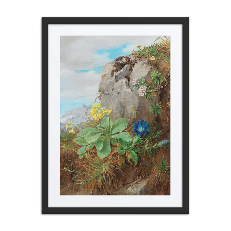 Alpine Flowers