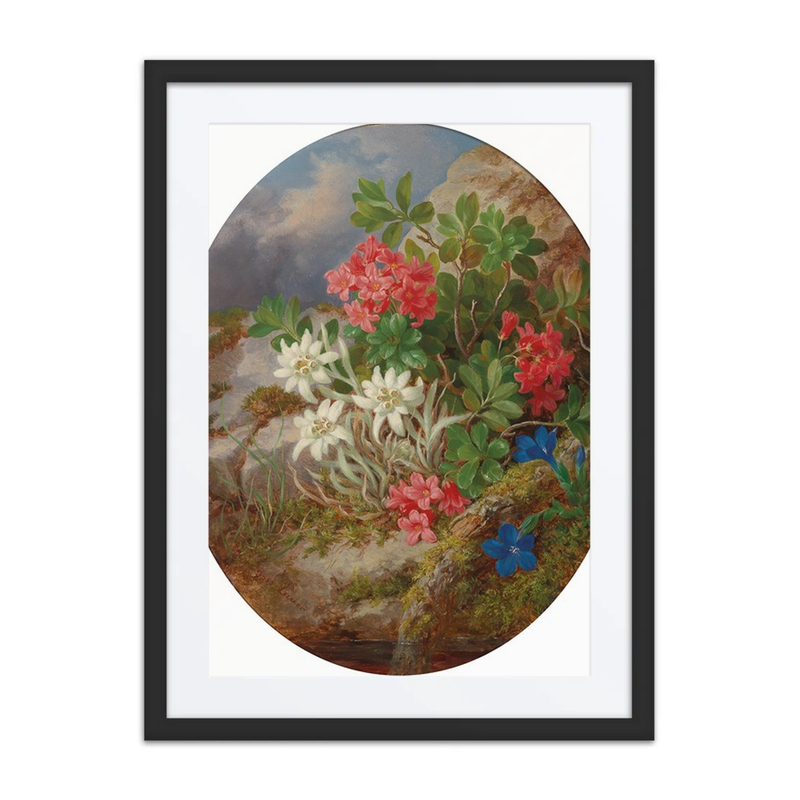 Alpine Flowers