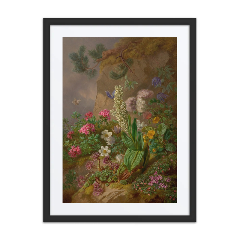 Alpine Flowers