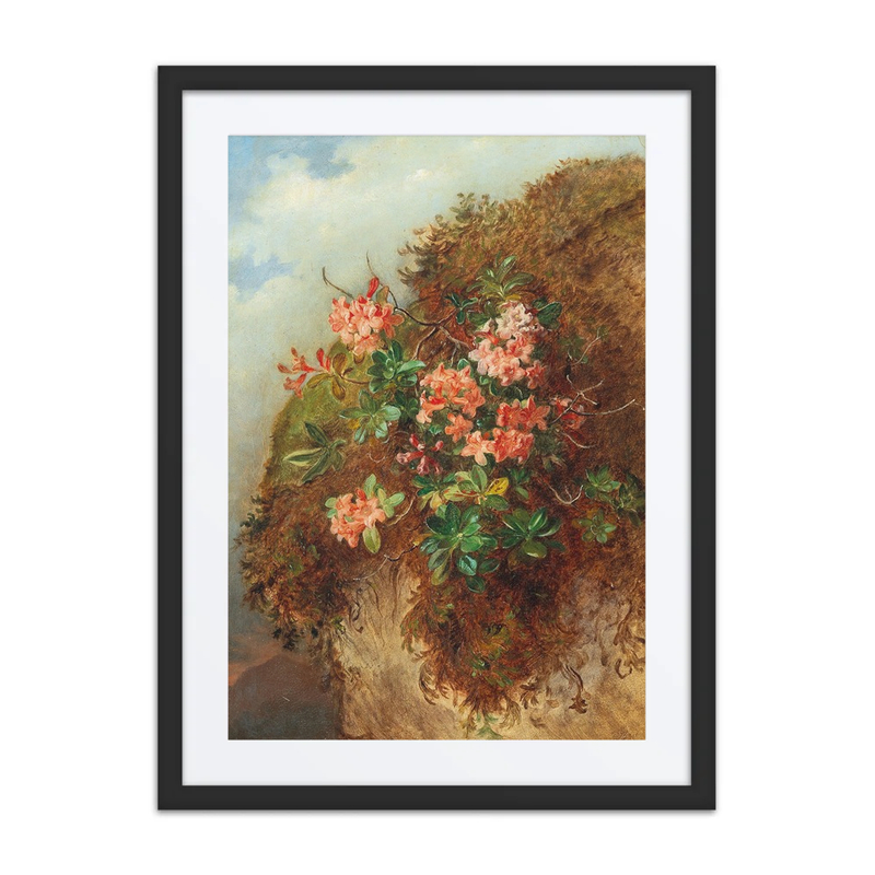 Alpine Rose on a Mountain Slope