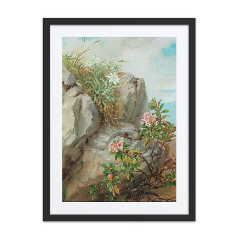 Alpine Roses