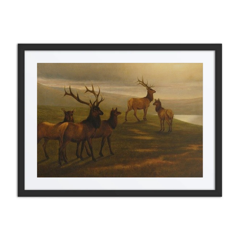 American Elk