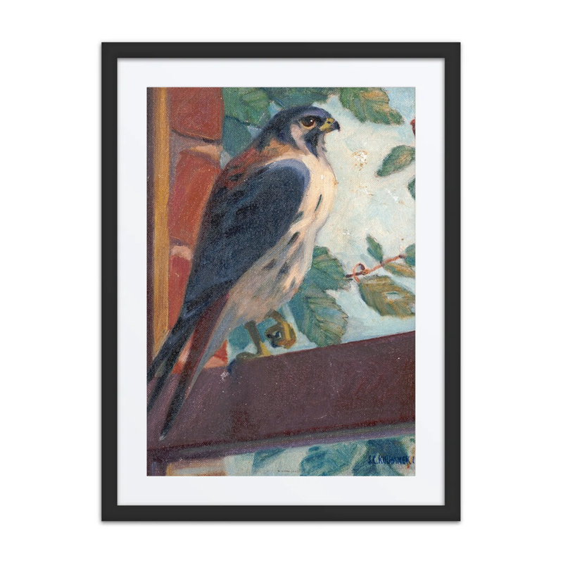 American Kestrel