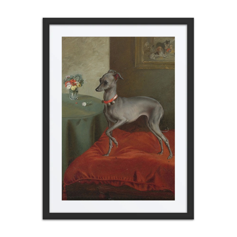 An Italian Greyhound on a Red Cushion