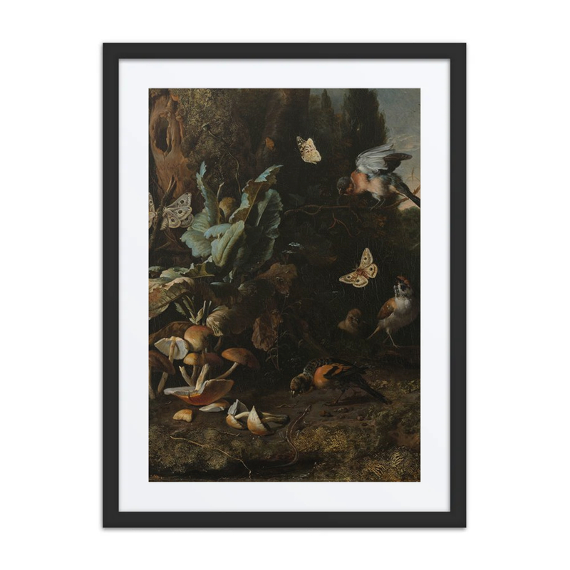 Animals and Plants