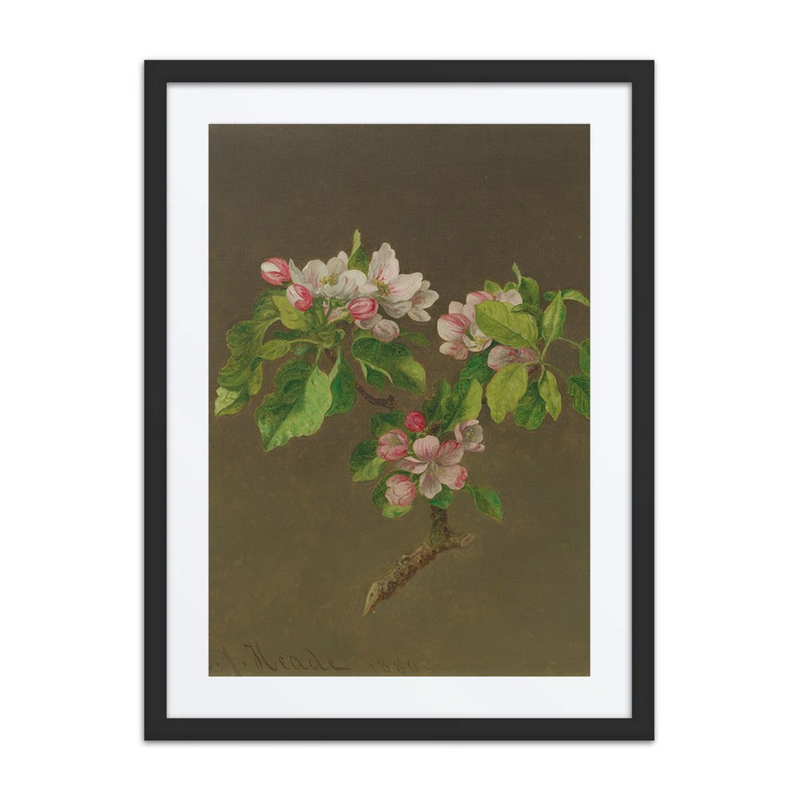 Apple Blossoms