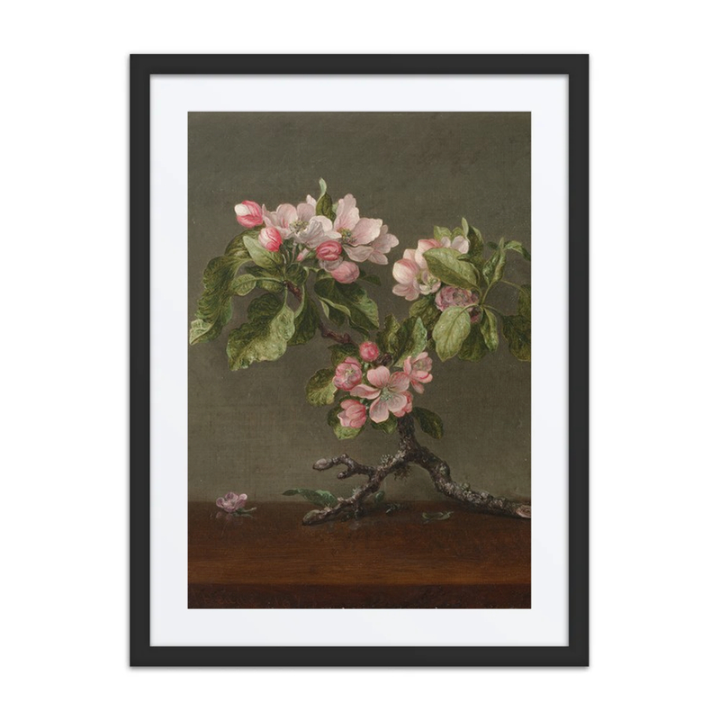 Apple Blossoms