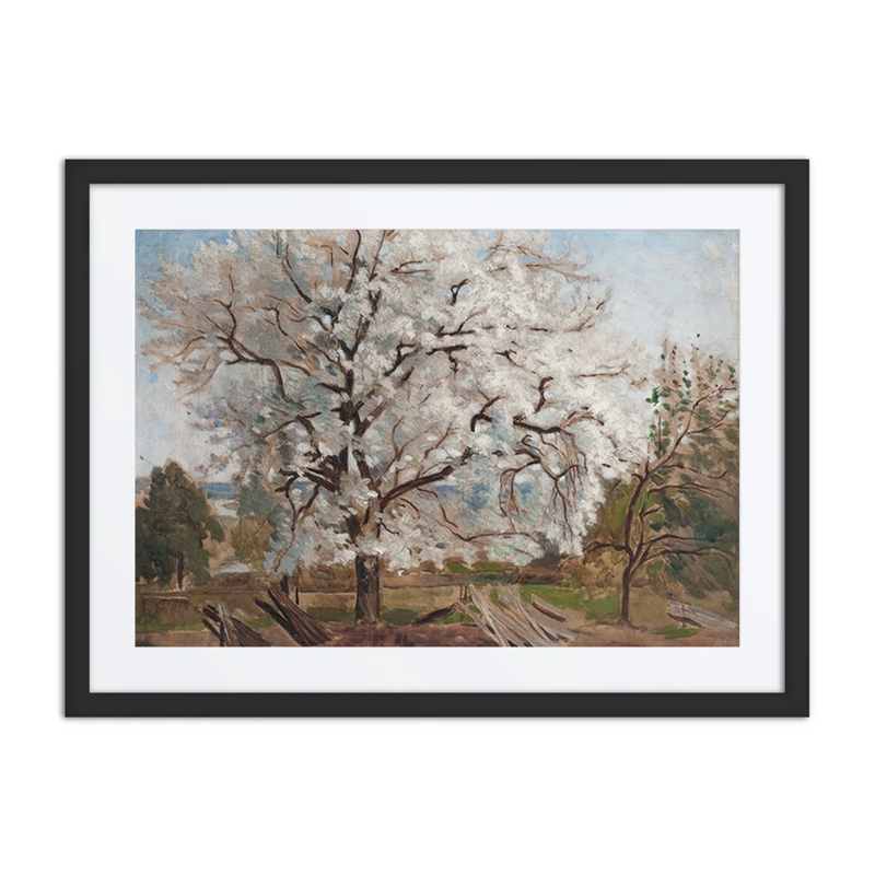 Apple Tree in Blossom