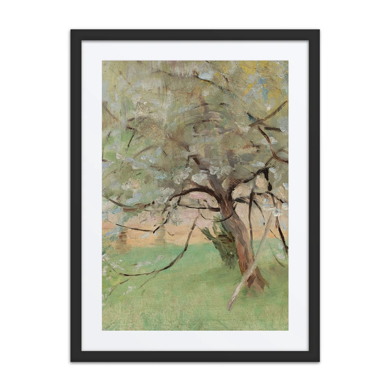 Apple Tree