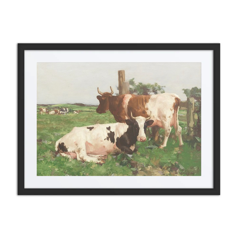 Ayrshire Cattle