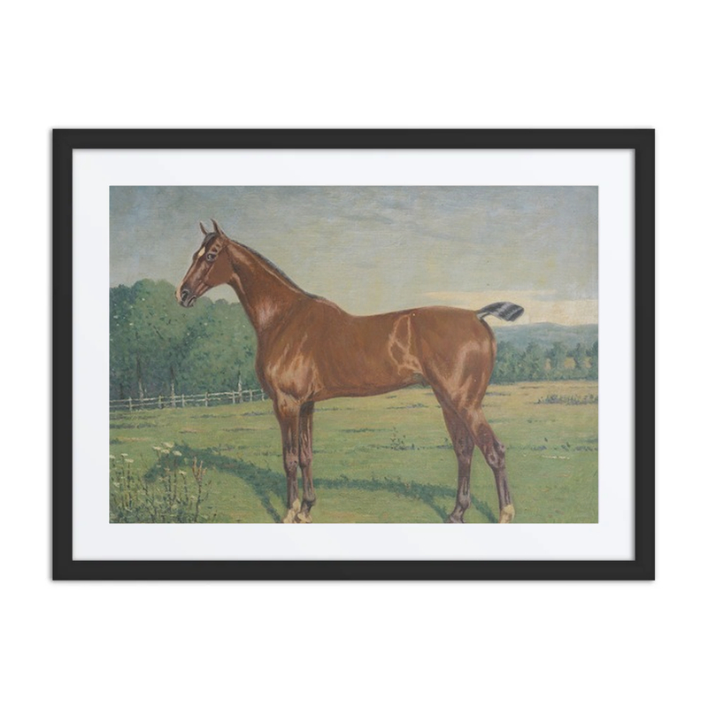 Bay Horse in a Field