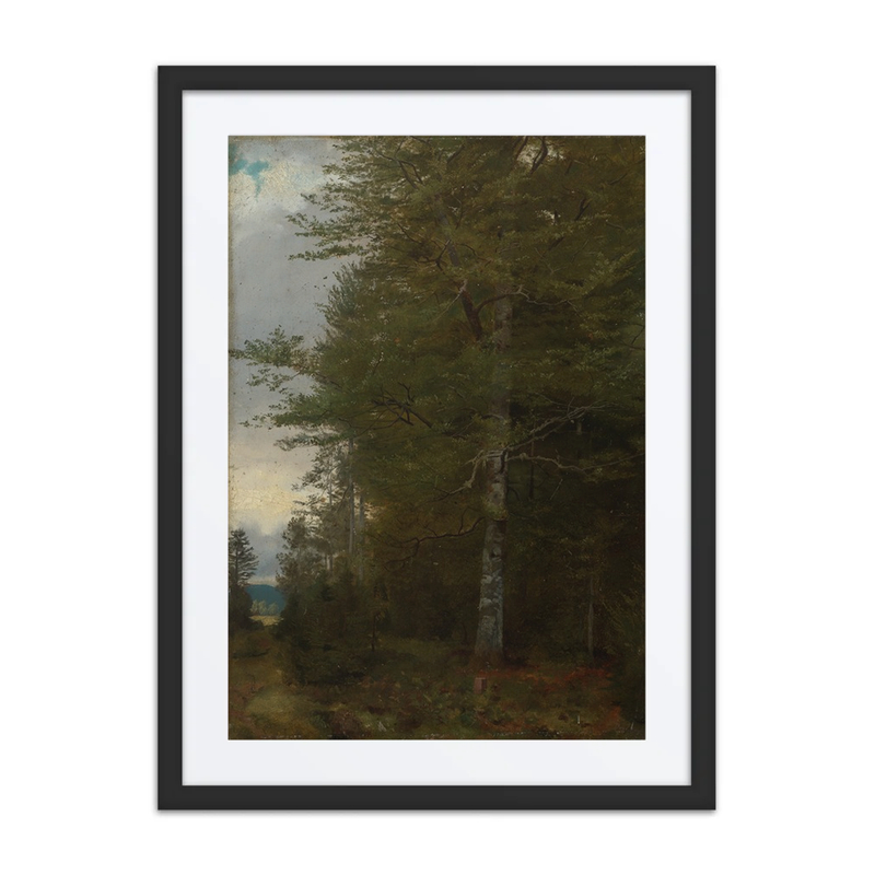 Beech at the Forest Edge