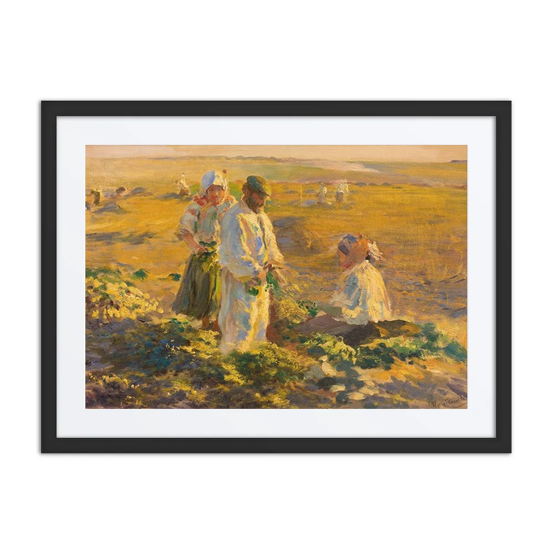 Beet-Lifting
