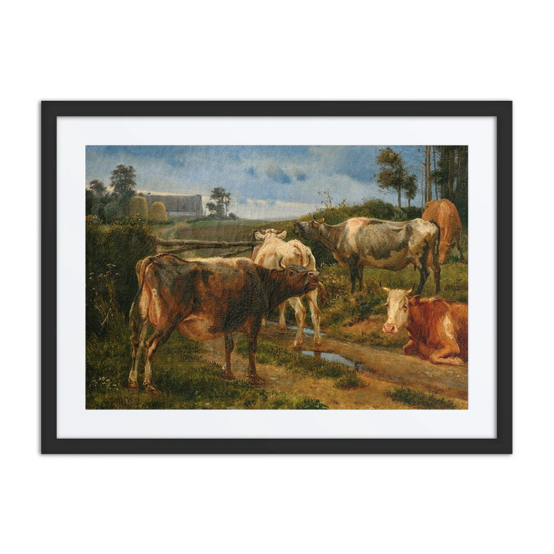 Bellowing Cows by the Fence Gate