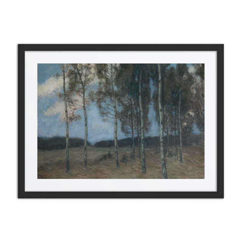Birch Grove After Sunset