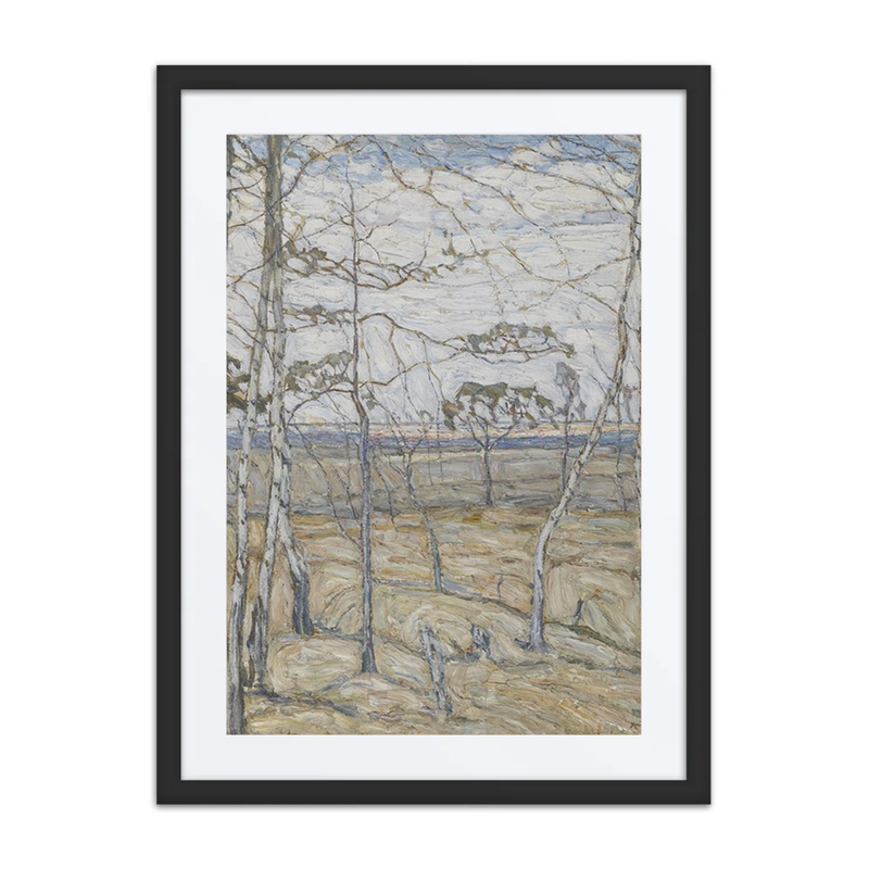 Birch Trees