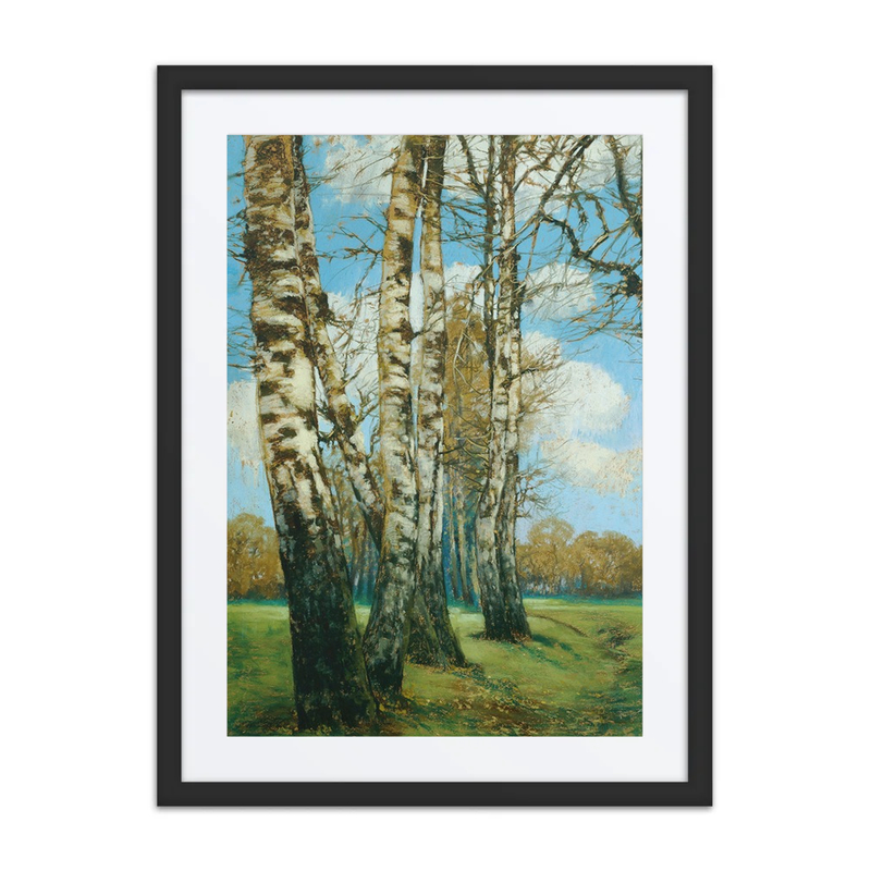 Birch Trees
