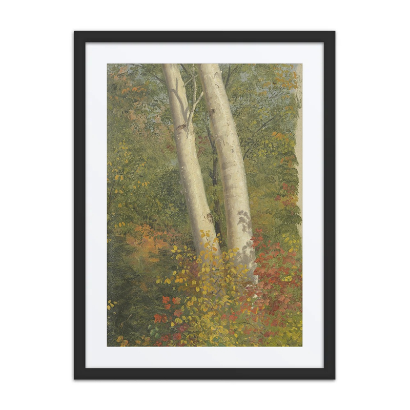 Birch Trees in Autumn