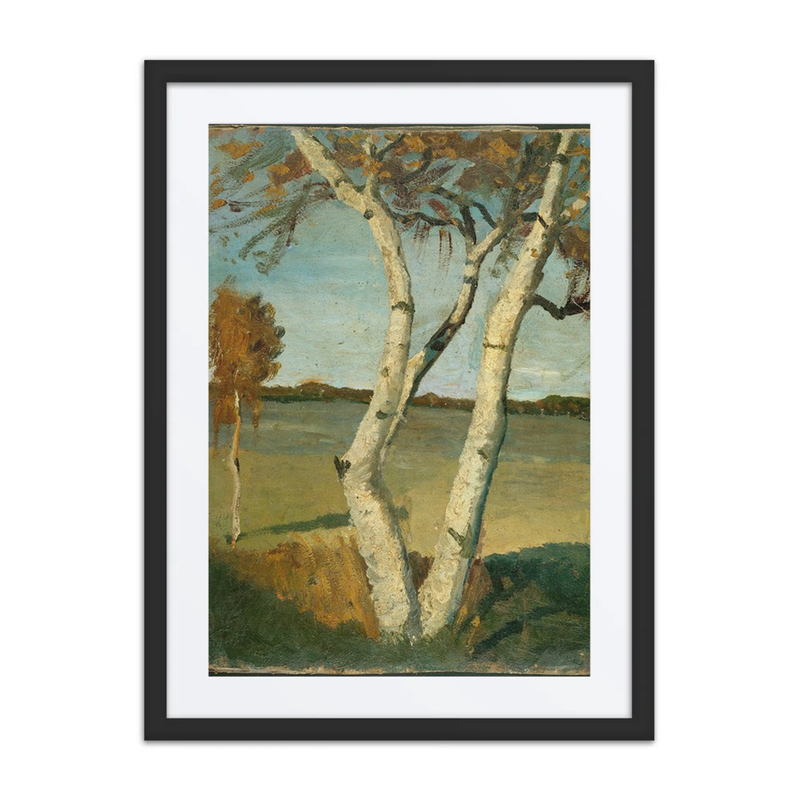 Birch Trees in Landscape