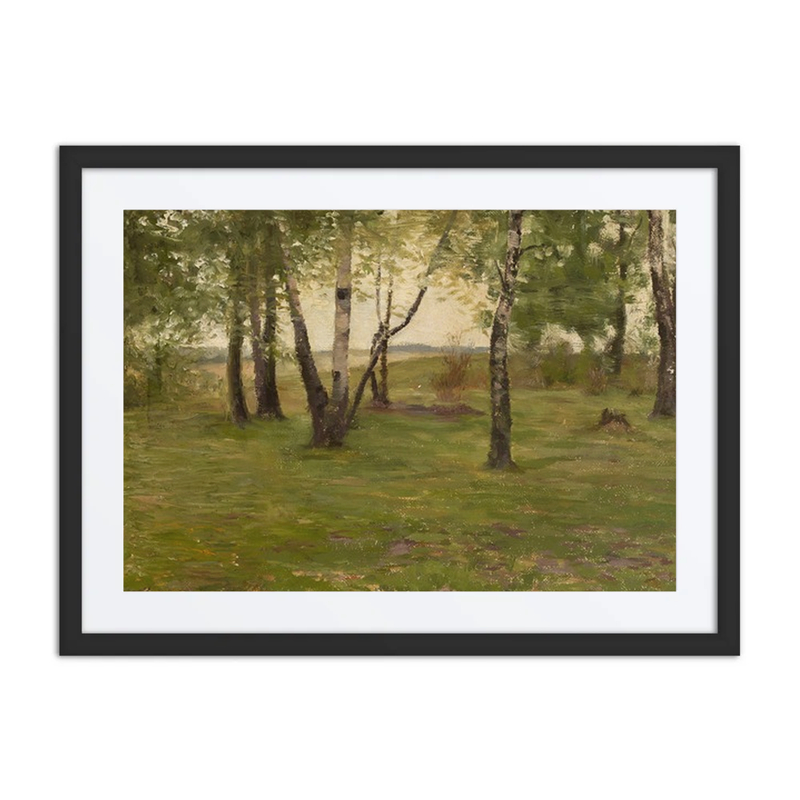 Birch Trees