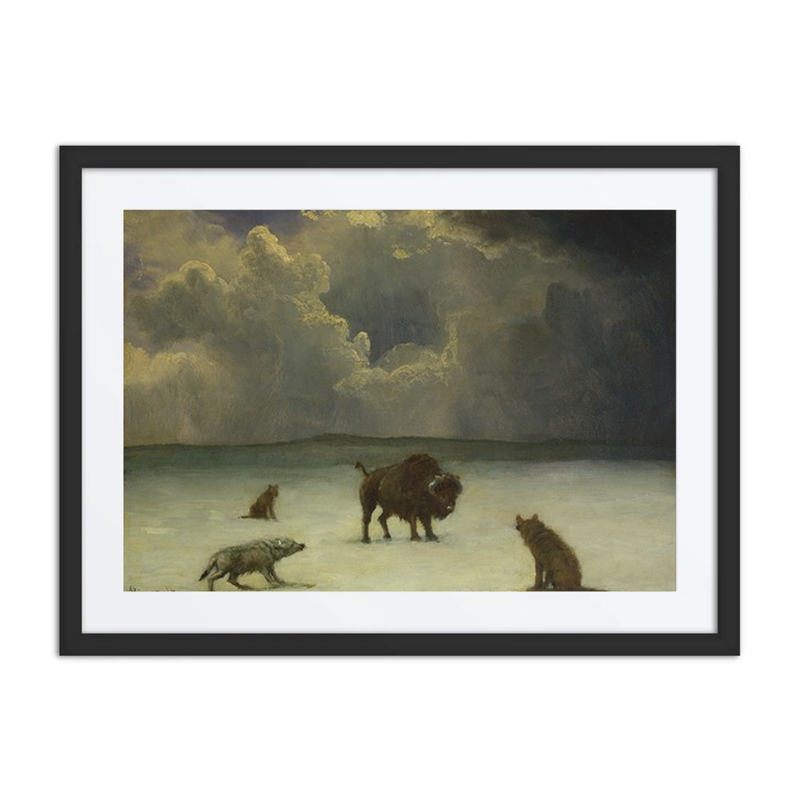 Bison Attacked by Wolves