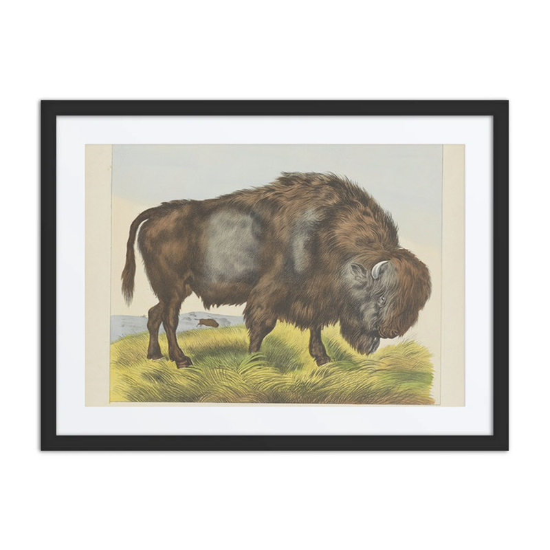 Bison