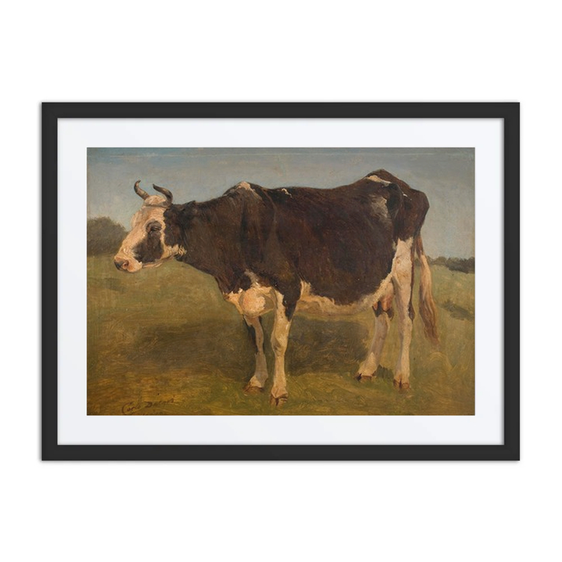 Black and White Cow Study