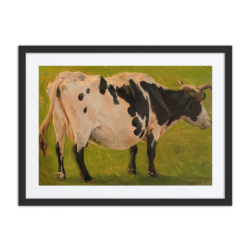 Black and White Cow Study