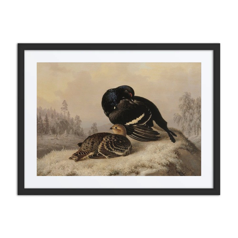 Black Grouse, Cock and Hen