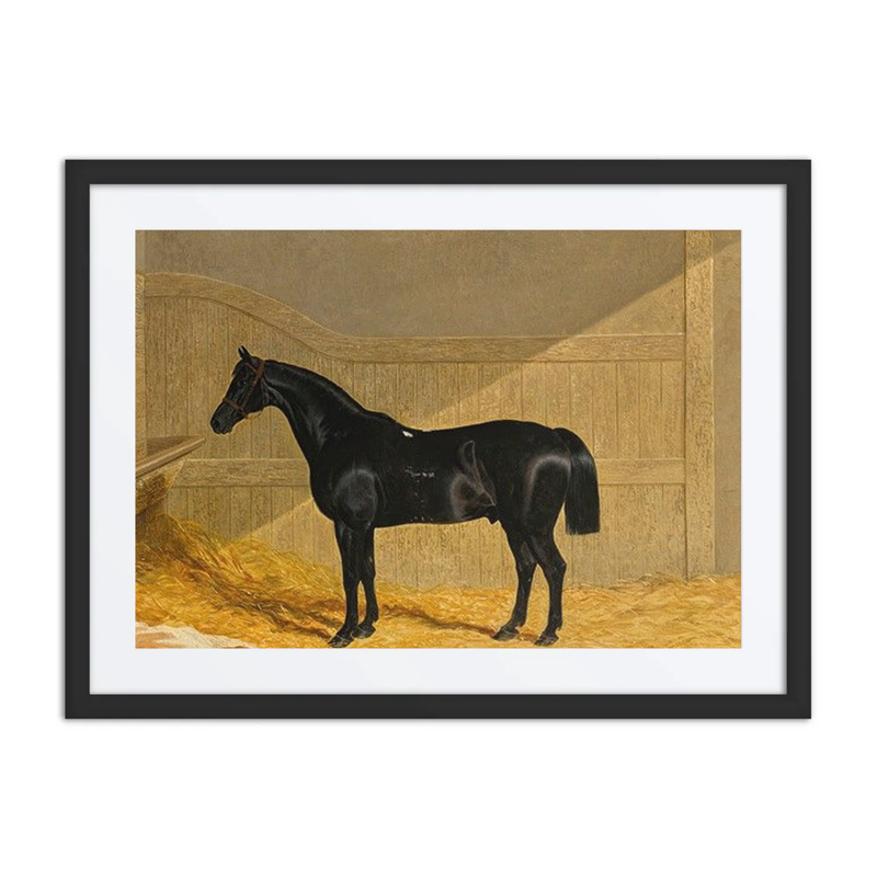 Black Horse in a Stable