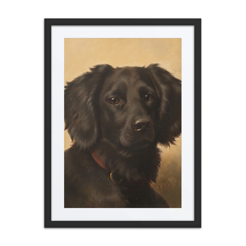 Black Setter