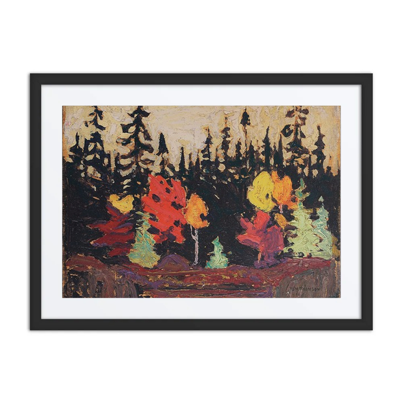 Black Spruce and Maple