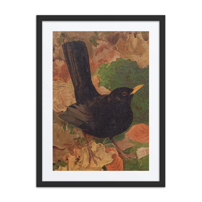 Blackbird