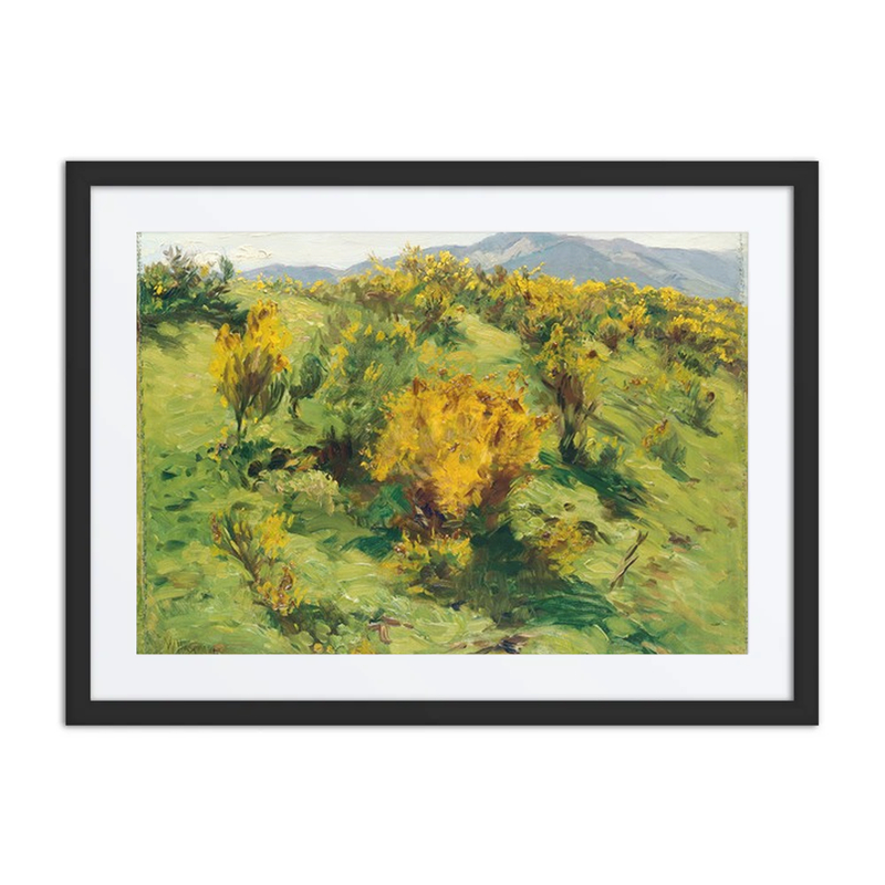 Blooming Gorse