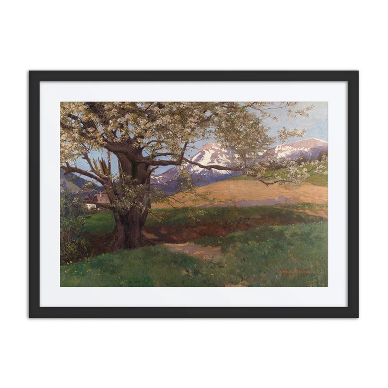 Blühender Kirschbaum