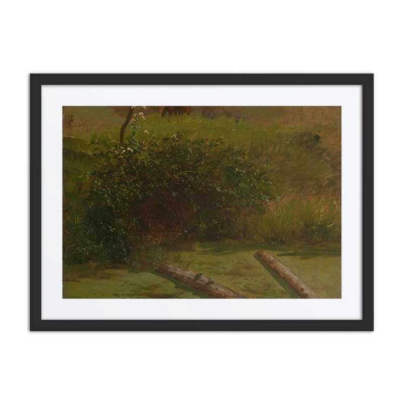 Blühender Schierling