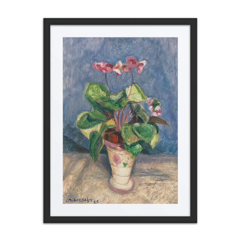 Blühendes Alpenveilchen (Blooming Cyclamen)