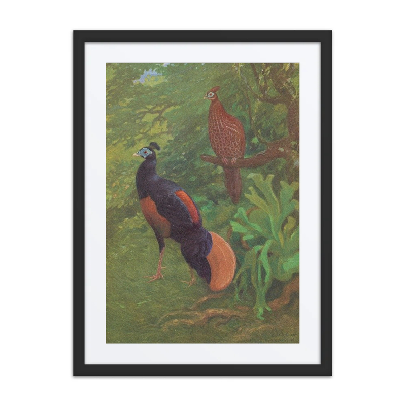 Bornean Crested Fireback