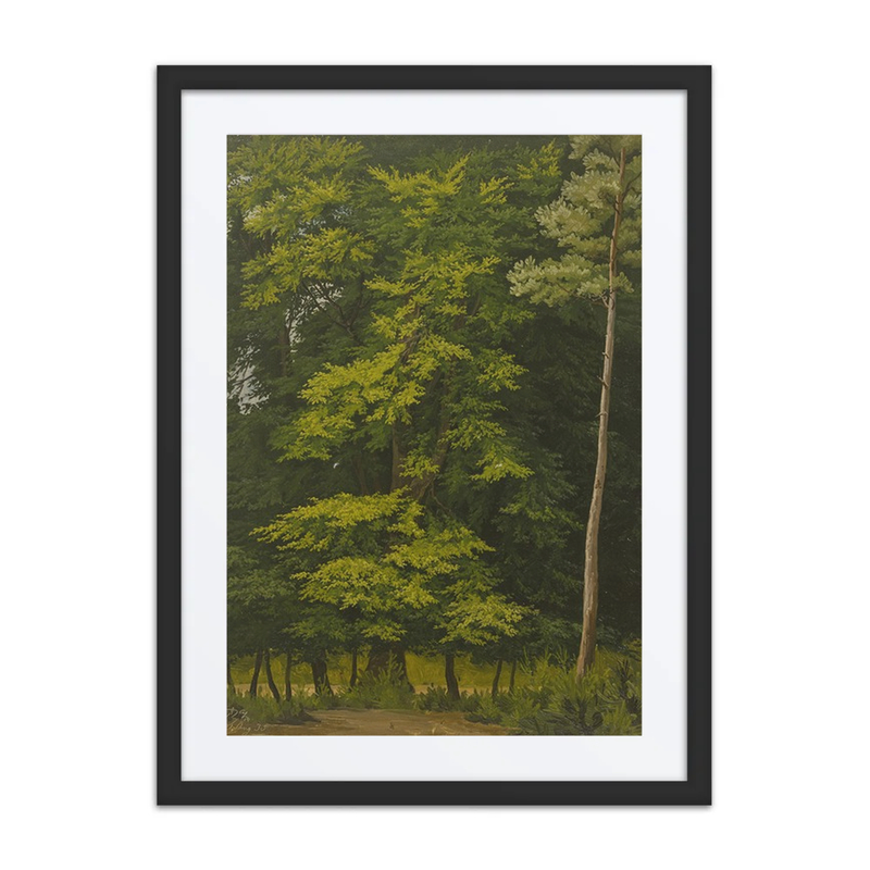 Broadleaf Forest Study