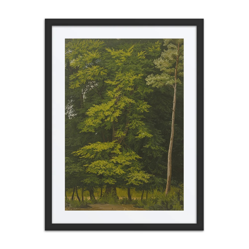 Broadleaf Forest Study