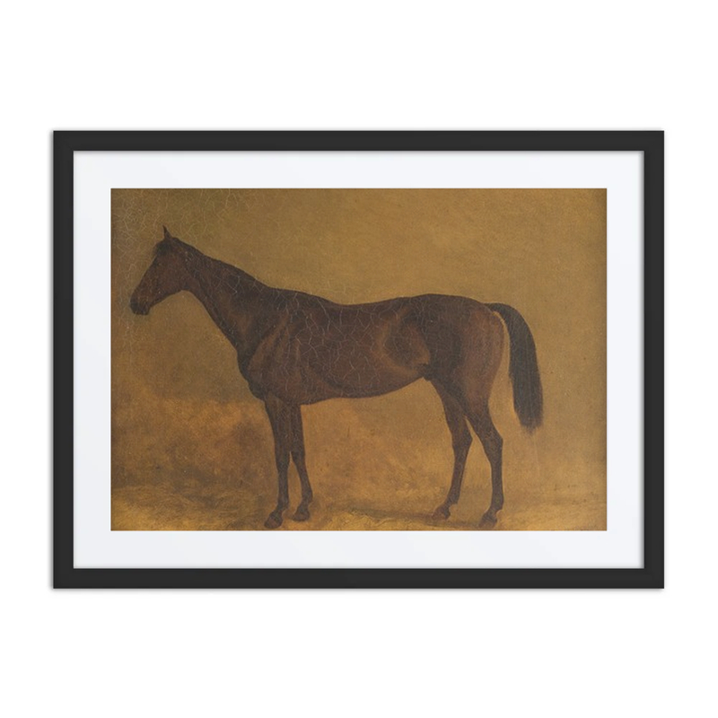 Brown Race Horse