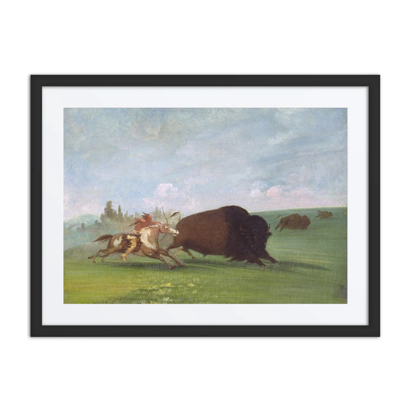 Buffalo Chase, a Single Death