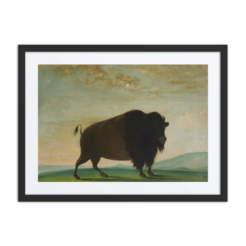 Buffalo Cow Grazing