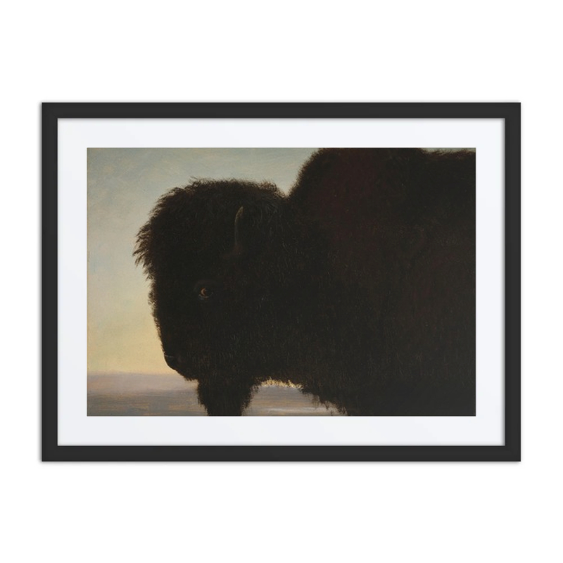 Buffalo Head