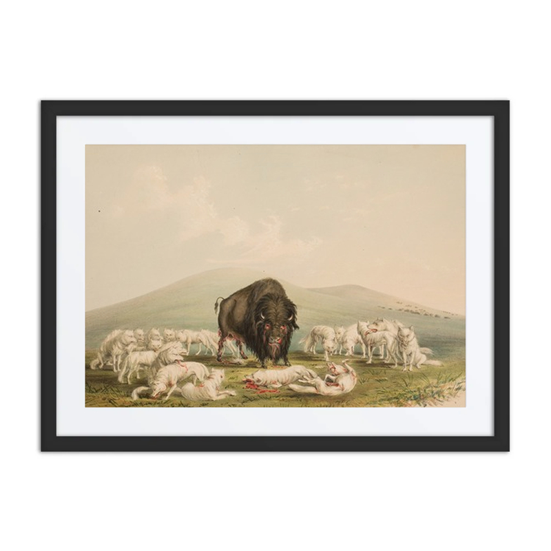 Buffalo Hunt, White Wolves Attacking a Buffalo Bull