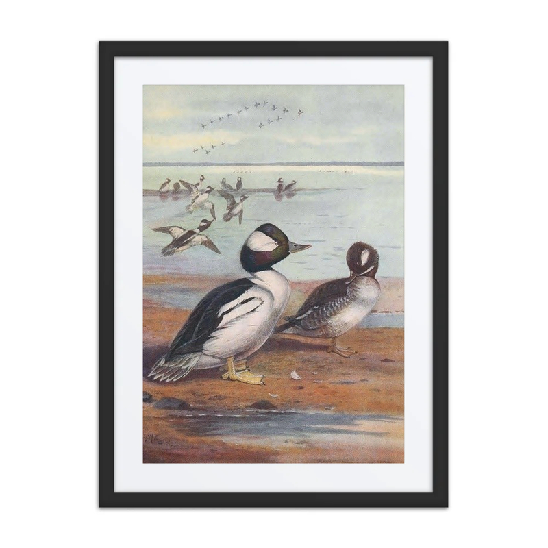 Buffle-Headed Duck