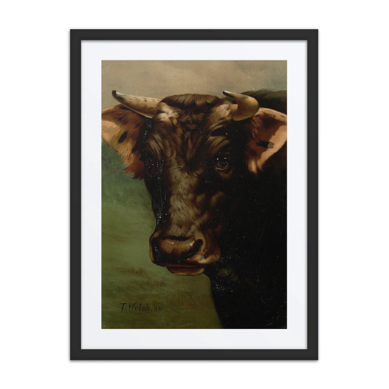 Bull’s Head