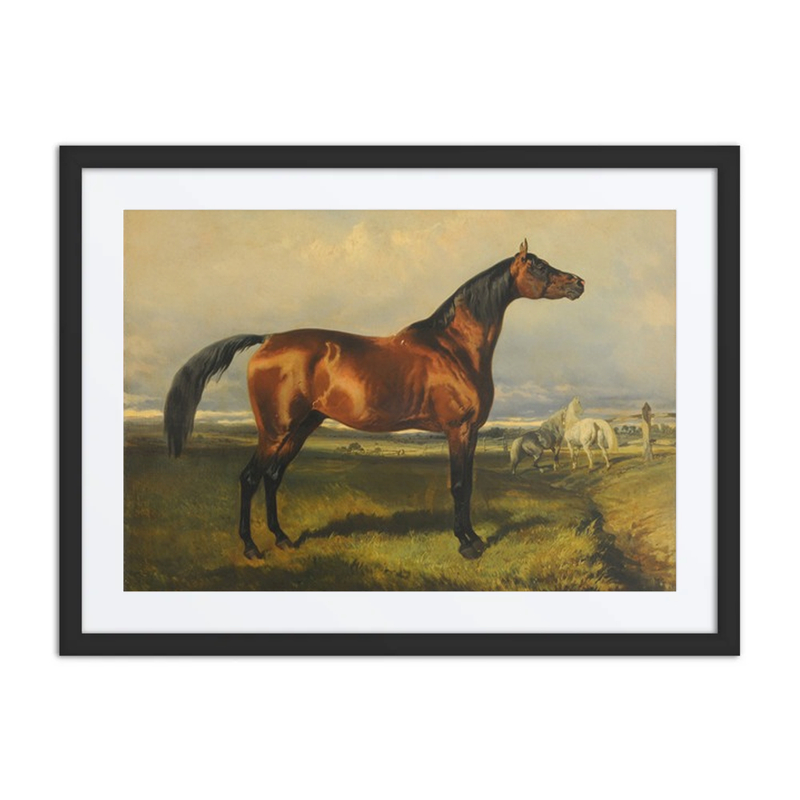 Caballos en Libertad