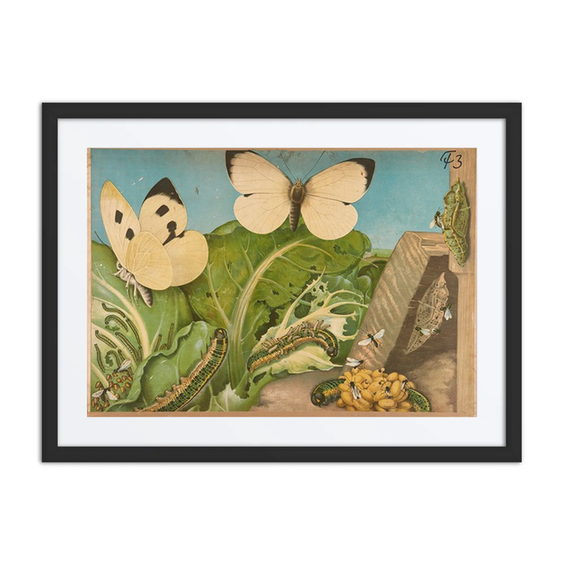 Cabbage Butterfly Life Cycle